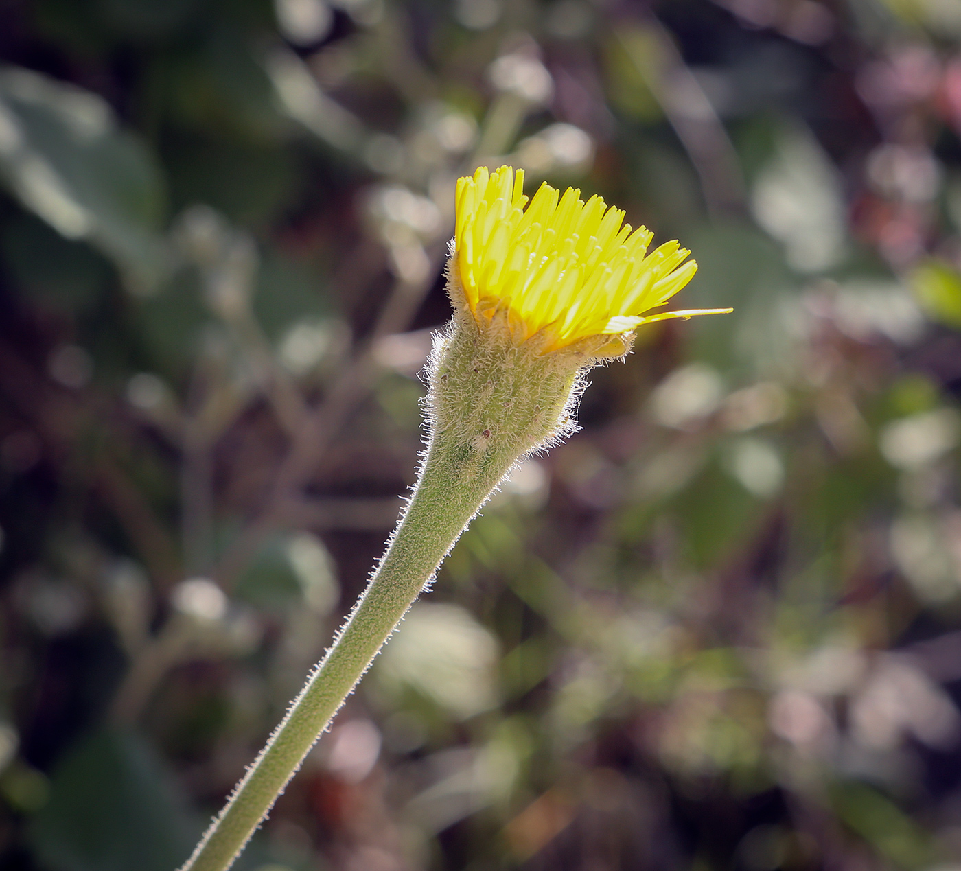 Изображение особи семейство Asteraceae.