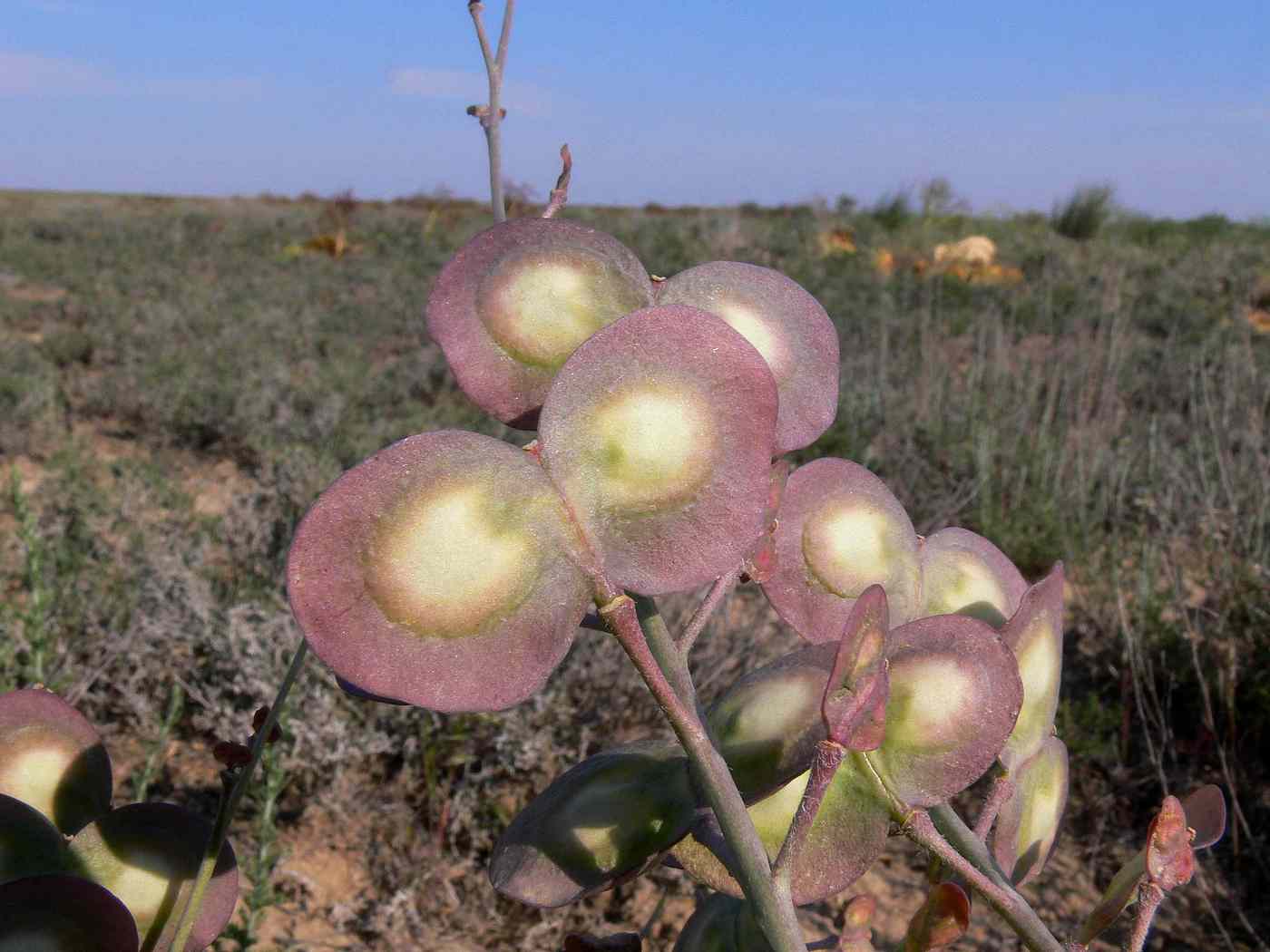 Изображение особи Megacarpaea megalocarpa.