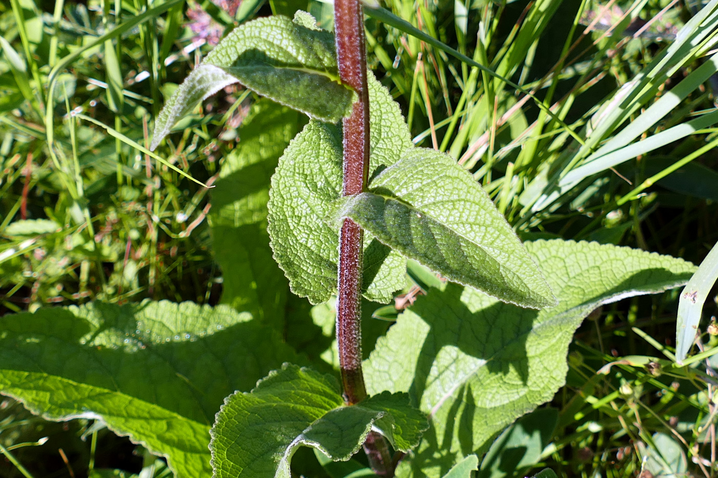 Изображение особи Verbascum nigrum.