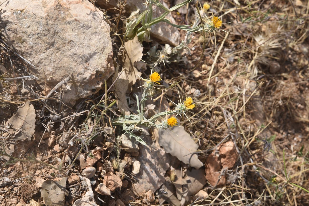 Image of Centaurea solstitialis specimen.
