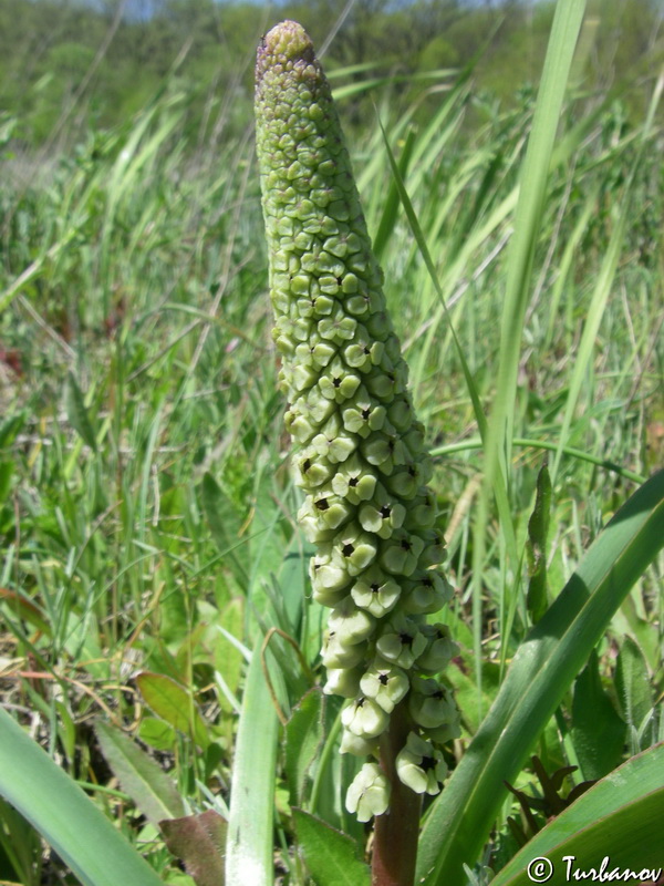 Image of genus Bellevalia specimen.