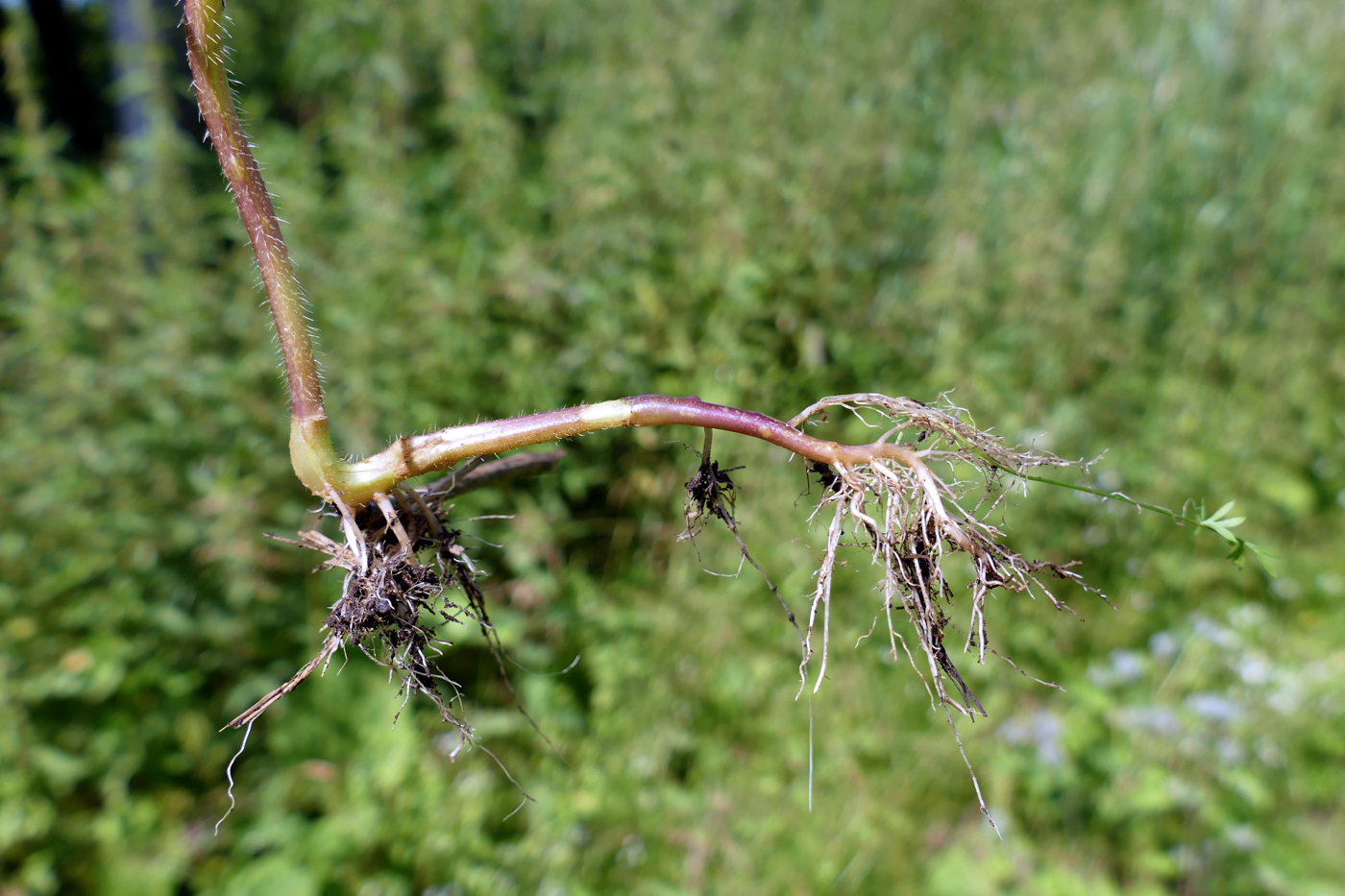 Изображение особи Galeopsis speciosa.