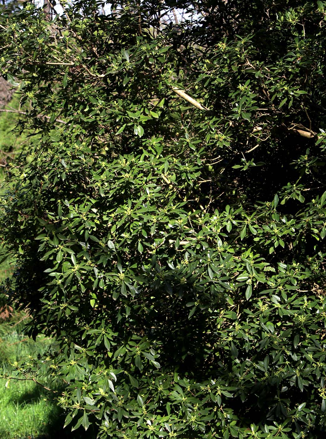 Image of Pittosporum heterophyllum specimen.