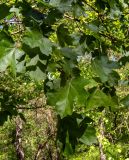 Acer campestre. Часть ветви. Крым, Кировский р-н, Агармышский лес, возле грунтовой дороги. 03.05.2025.