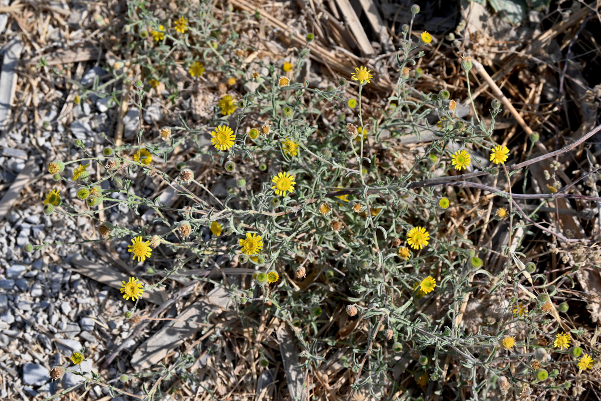 Image of genus Pulicaria specimen.