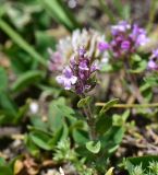 род Thymus. Соцветие. Кабардино-Балкария, Приэльбрусье, левый борт ущелья р. Шхельда, 1 км выше устья, низкотравный луг. 23 июня 2025 г.