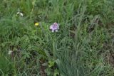 unknown species. Цветущее растение. Республика Адыгея, Майкопский р-н, окр. пос. Каменномостский, средняя часть ущелья р. Мишоко, край плато над ущельем Мишоко со стороны Каменномостского, низкотравный луг. 8 мая 2025 г.