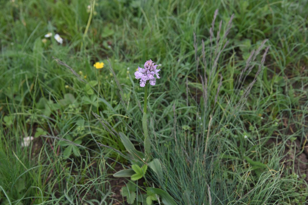 Image of Neotinea tridentata specimen.