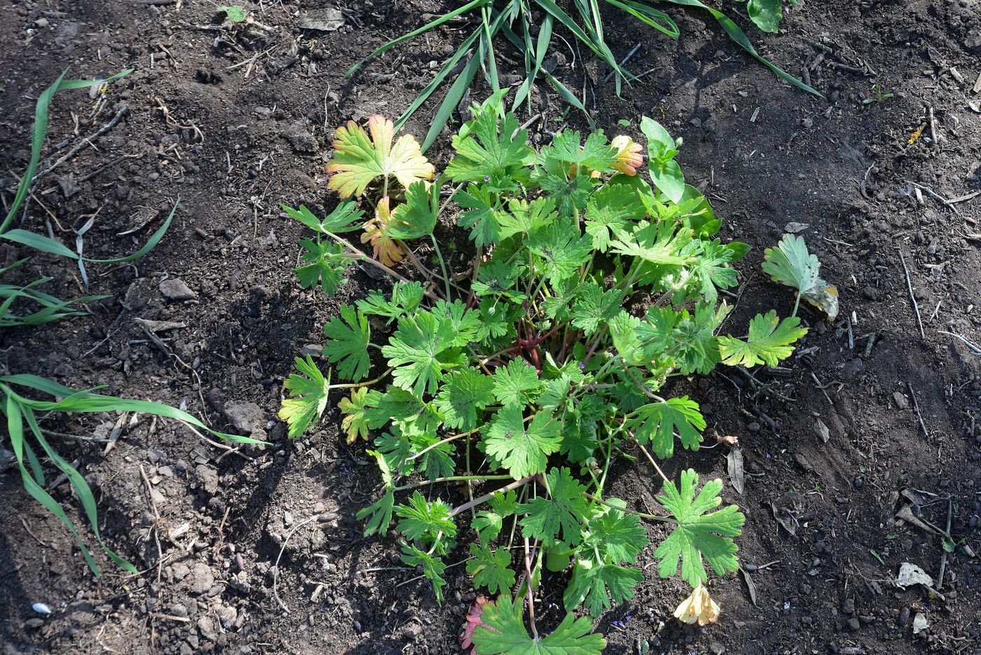 Изображение особи Geranium divaricatum.