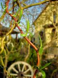 Salix &times; sepulcralis