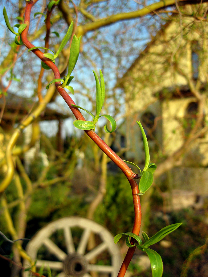 Image of Salix × sepulcralis specimen.