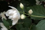 род Philadelphus. Соцветие с цветком и бутонами. Ульяновск, Заволжский р-н, у входа в парк им. 40-летия ВЛКСМ. 16.06.2026.