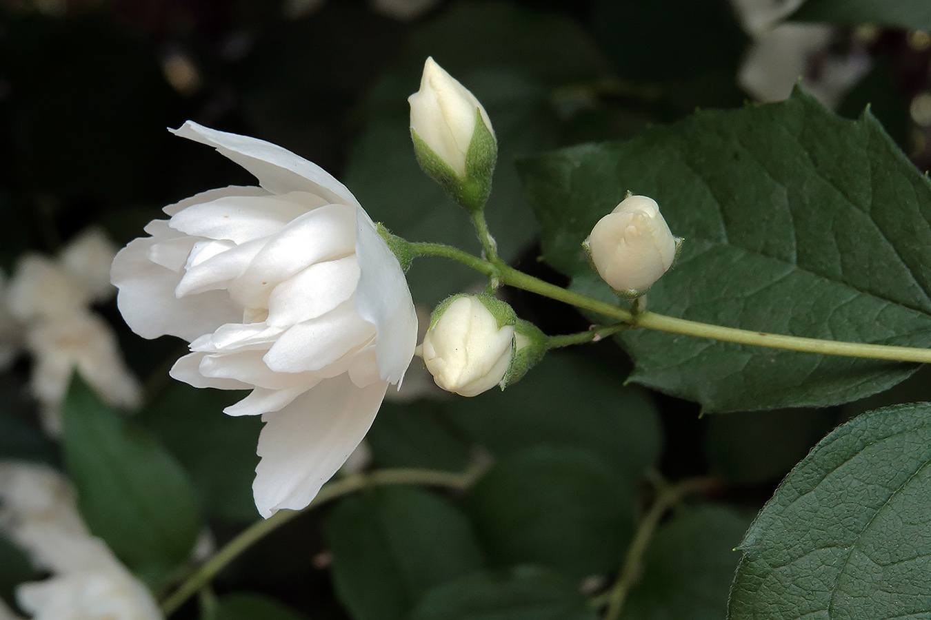 Изображение особи род Philadelphus.