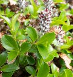Salix vyshinii