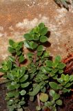 genus Penstemon. Вегетирующее растение. Белгородская обл., пос. Ракитное, ул. Сосновая, 2, в культуре. 29 июня 2026 г.