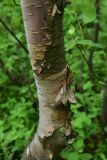род Betula
