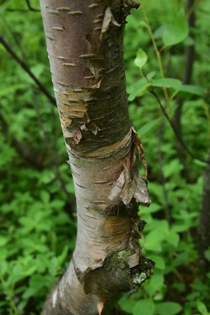 Изображение особи род Betula.