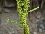 род Rumex