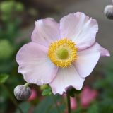genus Anemone