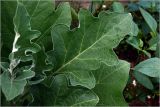 Solanum melongena. Лист. Московская обл., Раменский р-н, окр. дер. Хрипань, садовый участок. 24.07.2026.