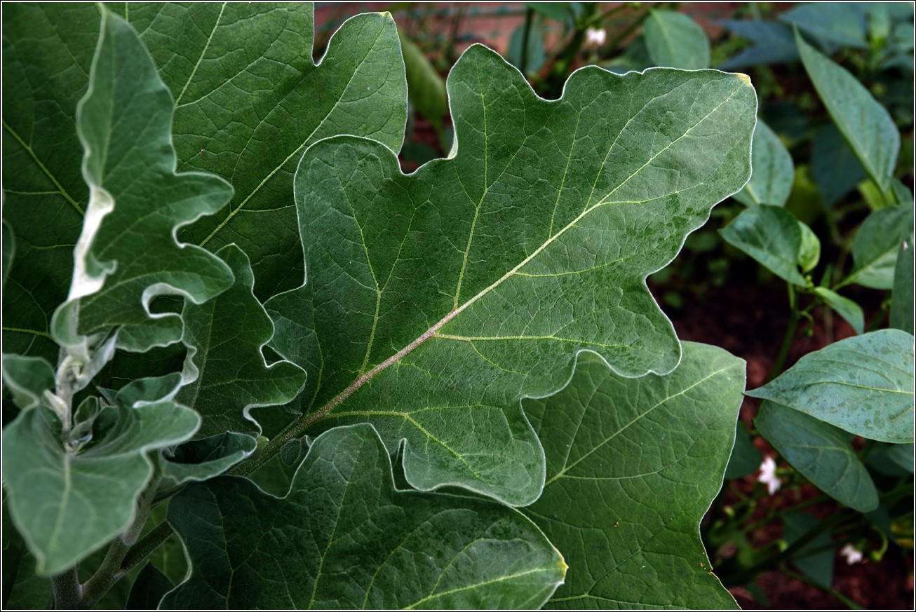 Image of Solanum melongena specimen.