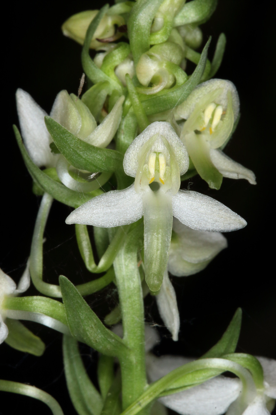 Image of Platanthera metabifolia specimen.