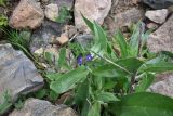 Anchusa leptophylla. Верхушка цветущего растения. Турция, ил Артвин, окр. дер. Кашикли 400 м ниже моста через р. Корпусу, левый борт долины, ок. ручья среди камней. 12 июня 2026 г.