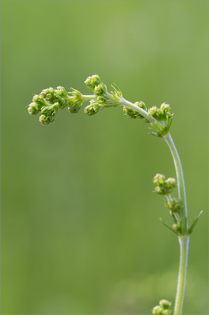 Изображение особи Galium verum.