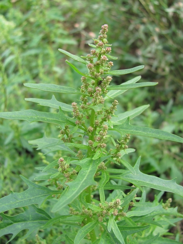 Image of Oxybasis rubra specimen.