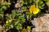Potentilla gelida. Цветок и верхушки побегов с бутонами. Карачаево-Черкесия, Карачаевский р-н, пер. Тырмен, 3250 м н.у.м., каменистый склон. 09.08.2026.