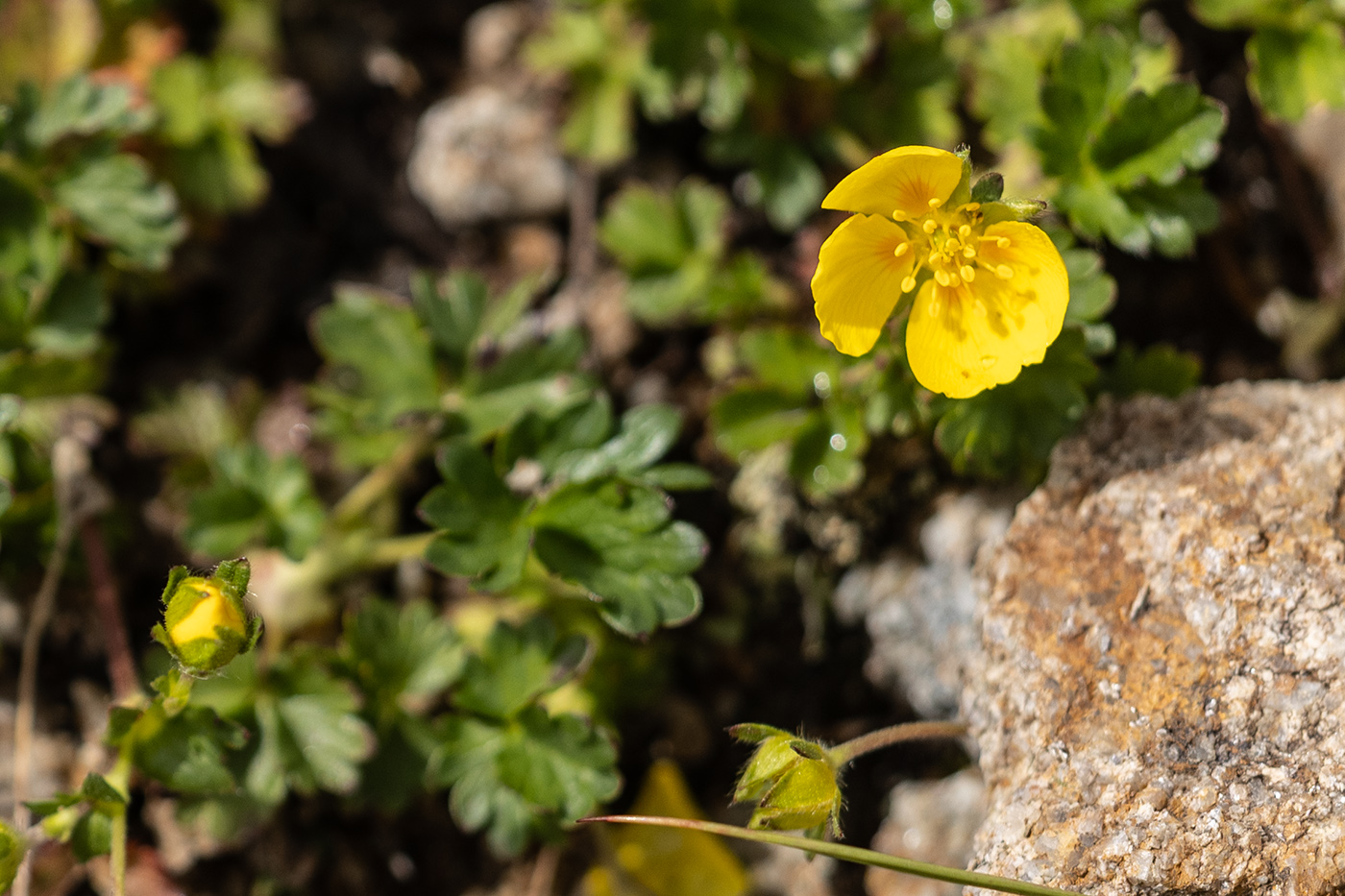 Image of Potentilla gelida specimen.