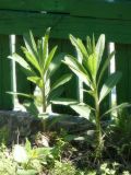 genus Cirsium. Вегетирующие растения. Республика Молдова, муниципалитет Кишинёв, г. Кодру, частная усадьба. 15 мая 2026 г.