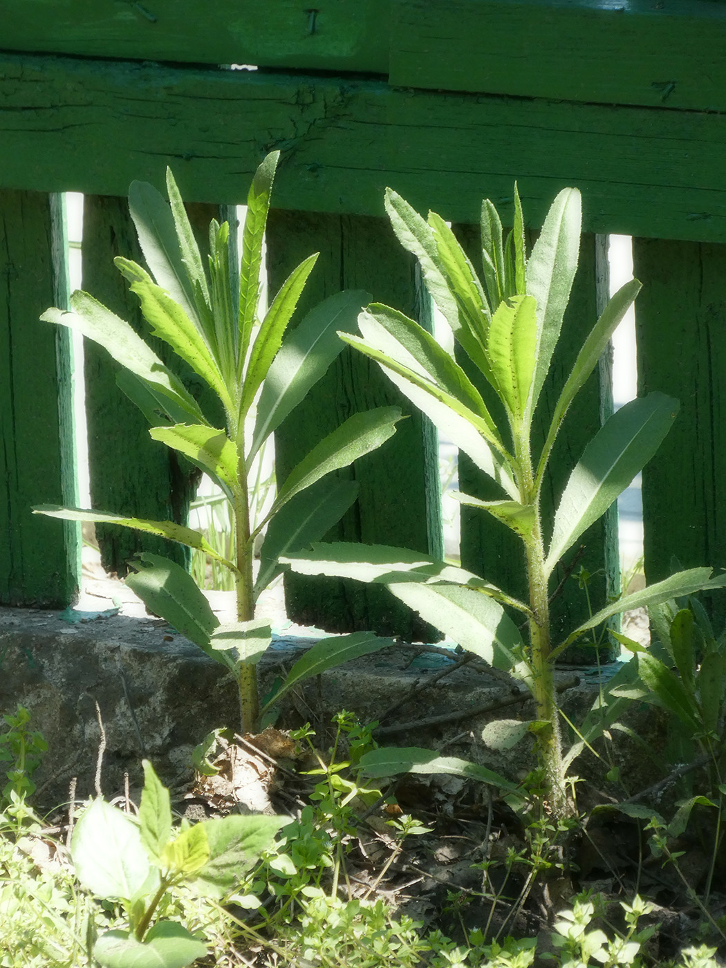 Image of genus Cirsium specimen.