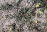Potentilla multifida