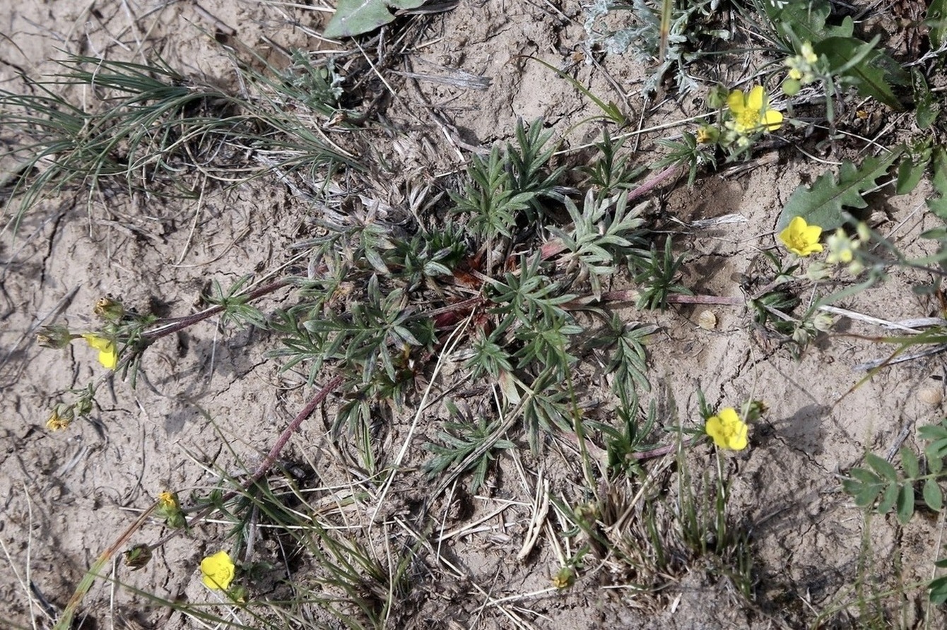 Изображение особи Potentilla multifida.