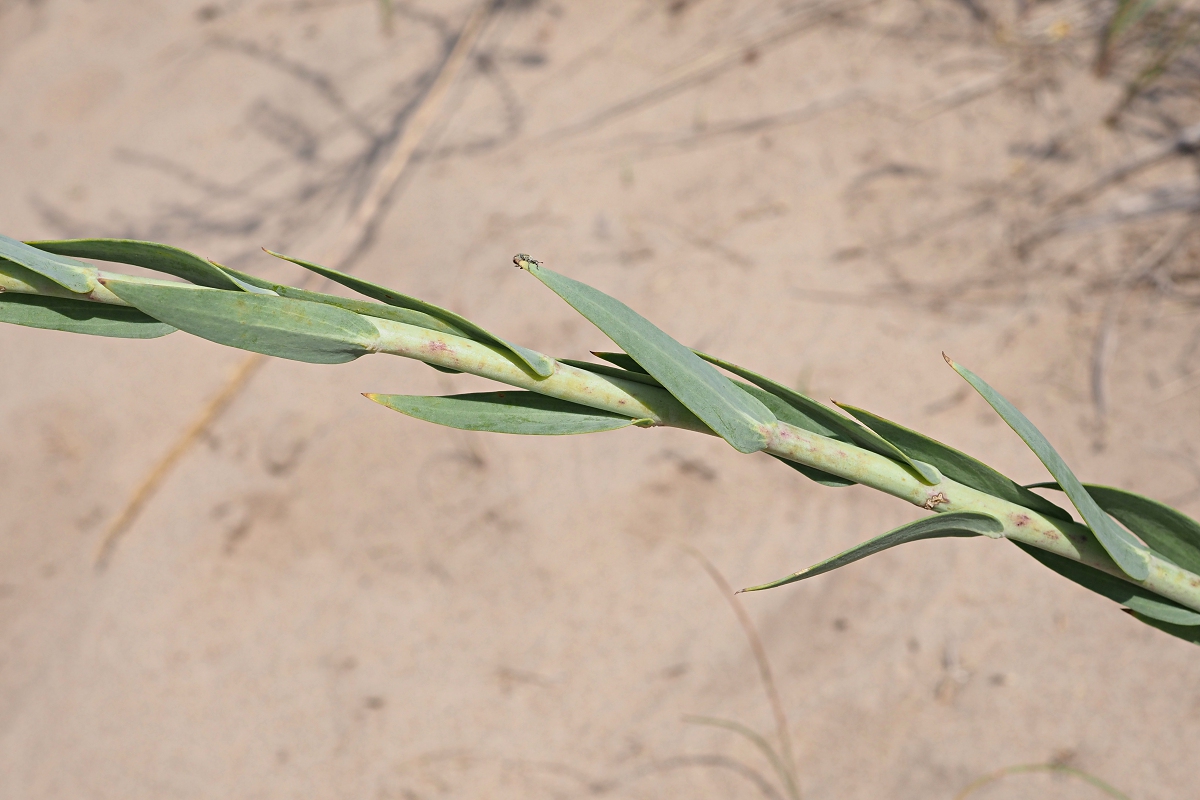 Image of Linaria genistifolia specimen.