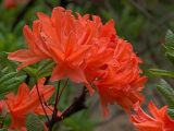 Rhododendron molle подвид japonicum. Соцветия. Киев, ботанический сад им. акад. А.В.Фомина (Киевского университета). 18 мая 2011 г.
