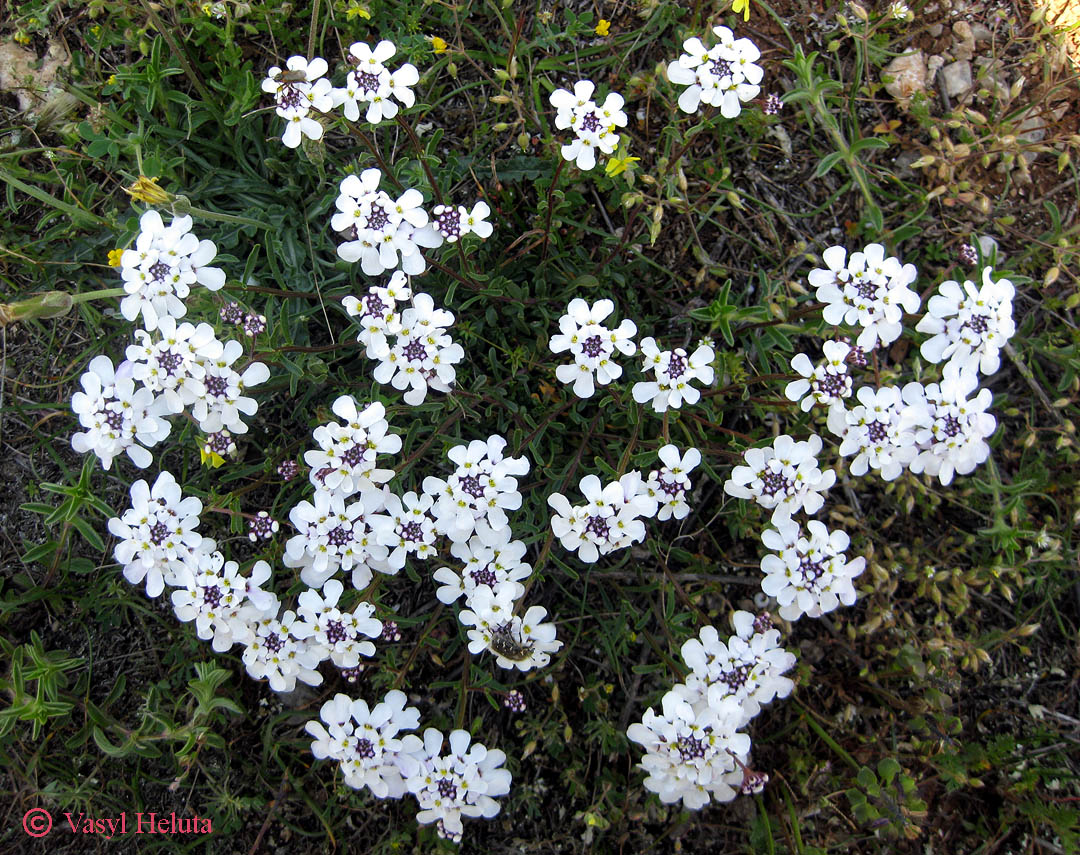 Изображение особи Iberis simplex.