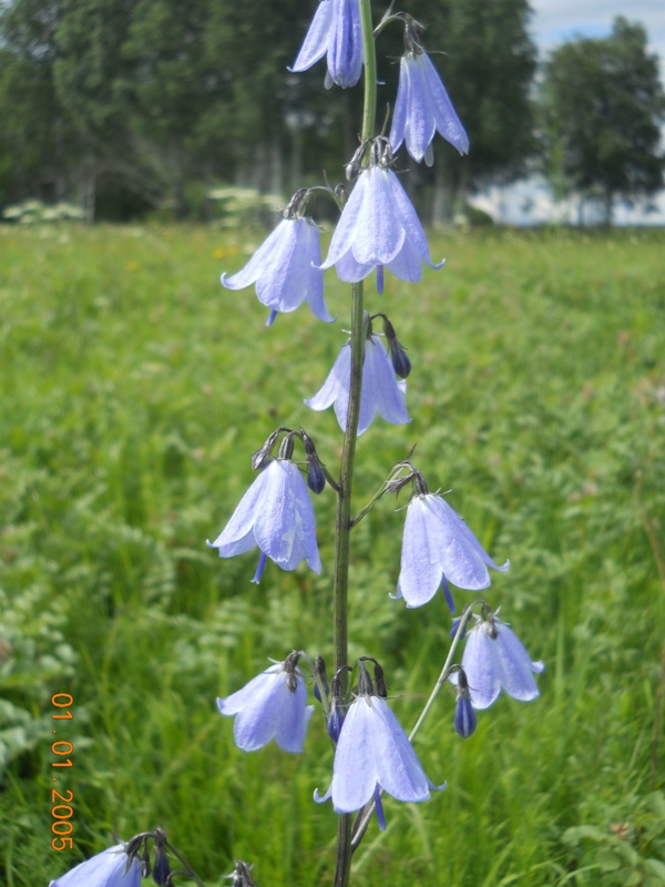 Изображение особи Adenophora lamarckii.