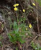 Tuberaria guttata