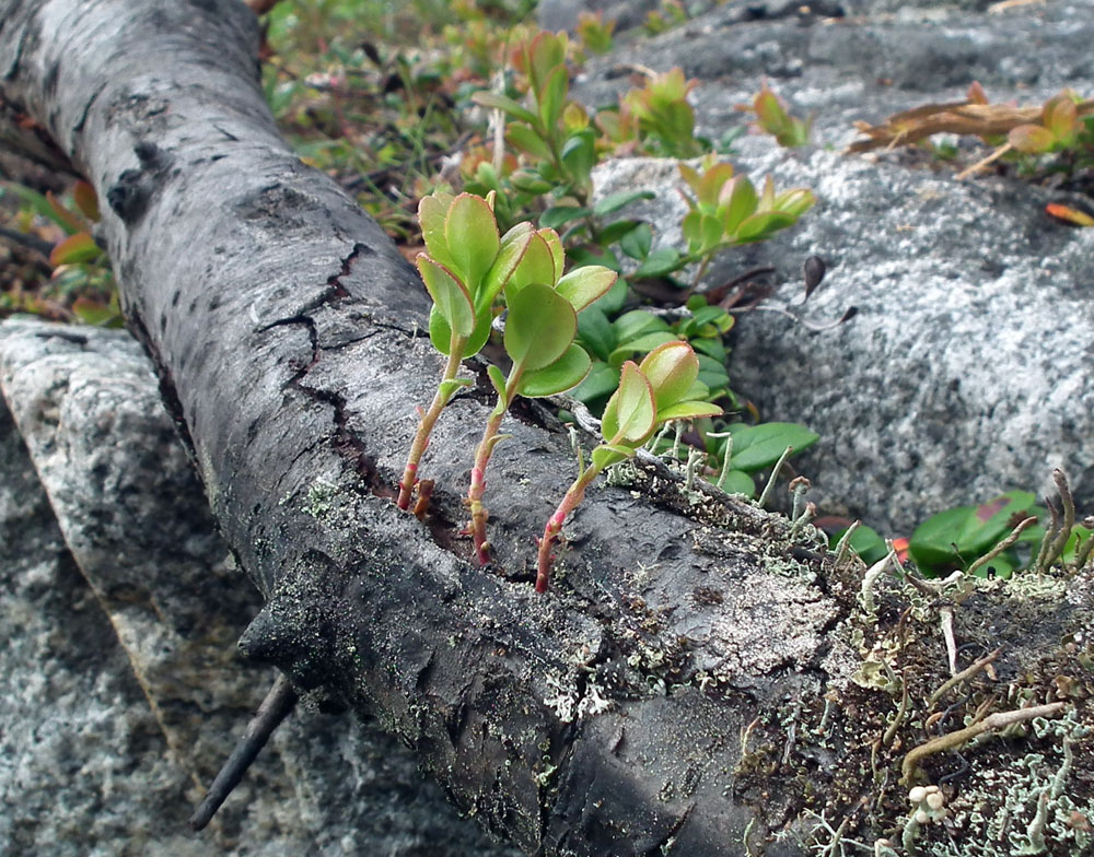 Изображение особи Vaccinium vitis-idaea var. minus.