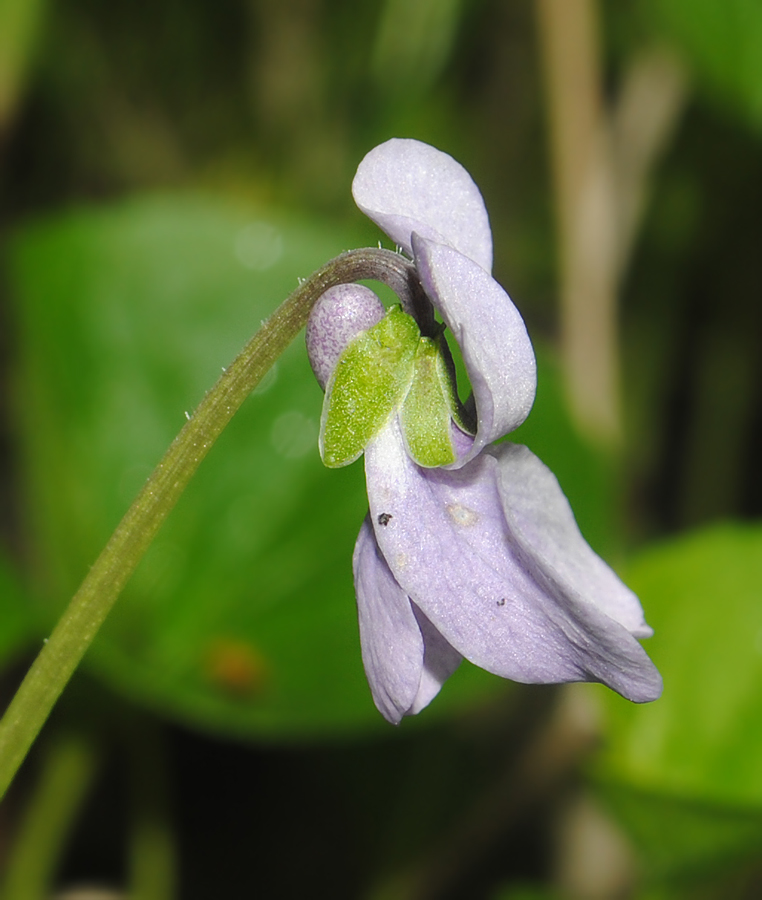 Image of Viola &times; ruprechtiana specimen.