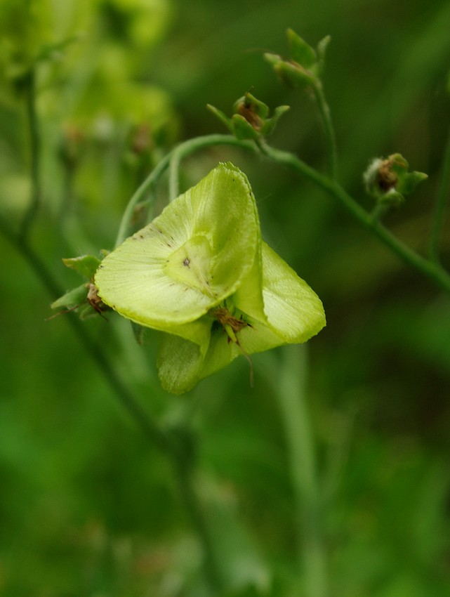 Image of Rindera lanata specimen.