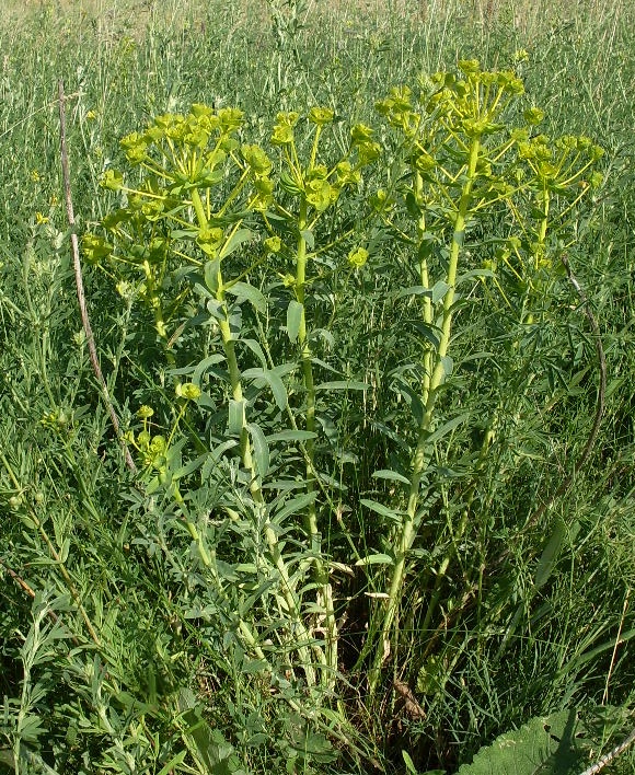 Image of Euphorbia stepposa specimen.