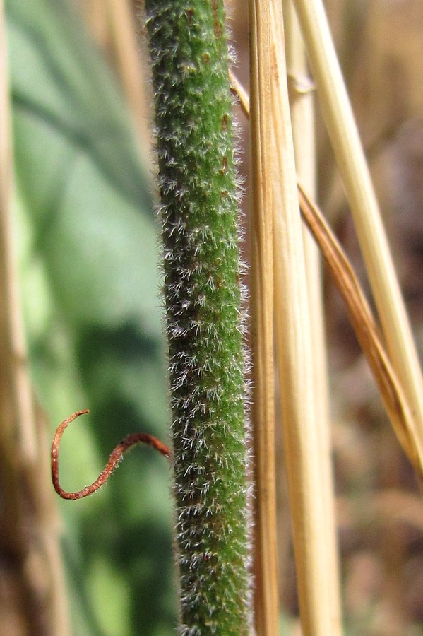 Image of Limonium coriarium specimen.