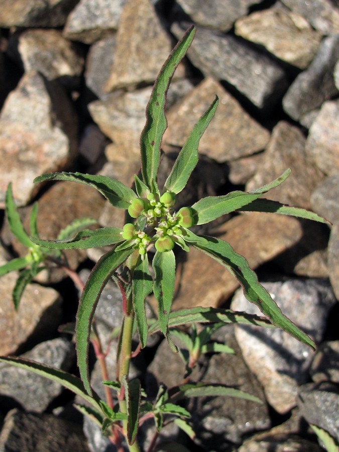 Image of Euphorbia davidii specimen.