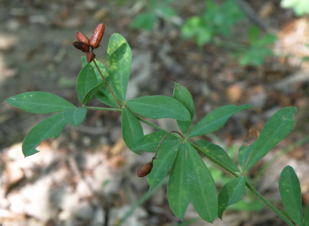 Image of Dorycnium graecum specimen.