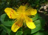 Hypericum calycinum. Цветок. Черноморское побережье Кавказа. г. Новороссийск, в культуре. 7 июля 2008 г.