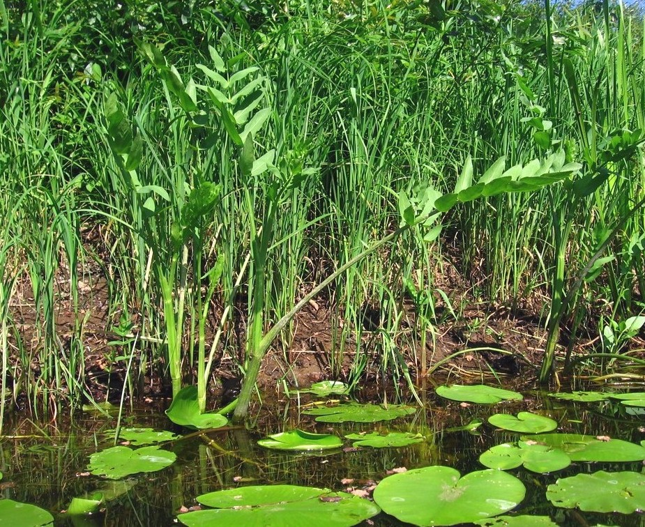 Изображение особи Sium latifolium.