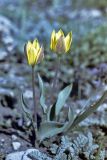 Tulipa dubia